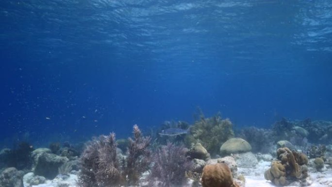 库拉索岛周围加勒比海珊瑚礁浅水中的海景，梭子鱼和水面和阳光