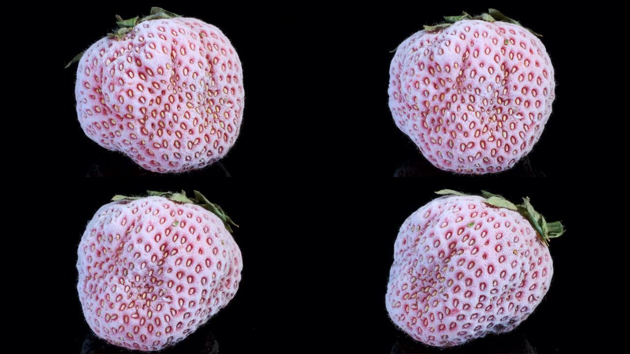 一个新鲜的冷冻草莓在黑色玻璃上，带反射。黑色背景，旋转360度，特写