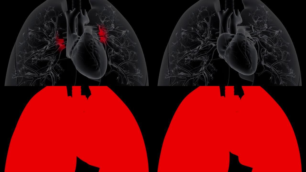 心脏接受来自肺的含氧血液