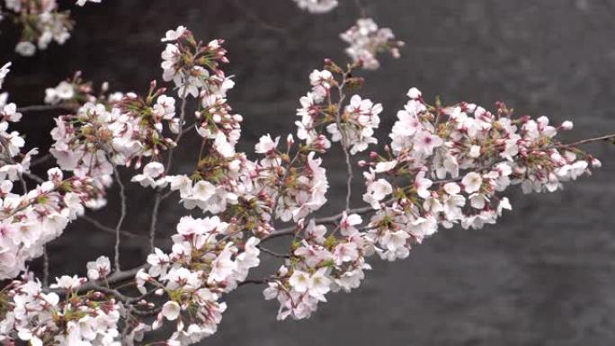 目黑河的樱花。日本东京