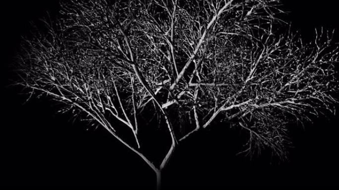 聚光灯照在一棵闹鬼而阴森恐怖的孤树上，当它旋转360度时 -- 无缝循环
