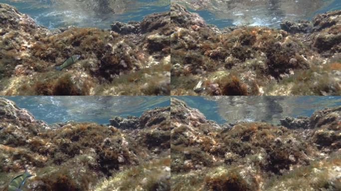 濑鱼在覆盖着藻类的岩石礁石上游泳。华丽的濑鱼或孔雀濑鱼 (Thalassoma pavo)。水面下岩
