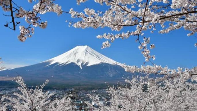 富士山和樱花季节