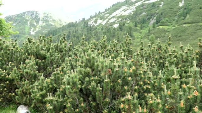 奥地利阿尔卑斯山地区的矮山松 (Pinus mugo)。蒂罗尔州的Schlegeis山谷