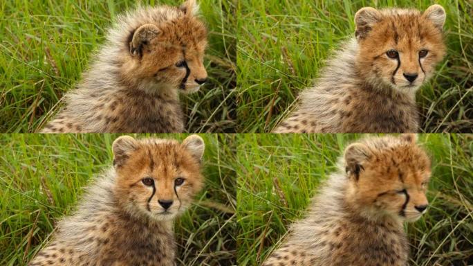 猎豹幼崽看着相机大自然豹子特写