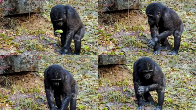 年轻的西部低地大猩猩吃树叶