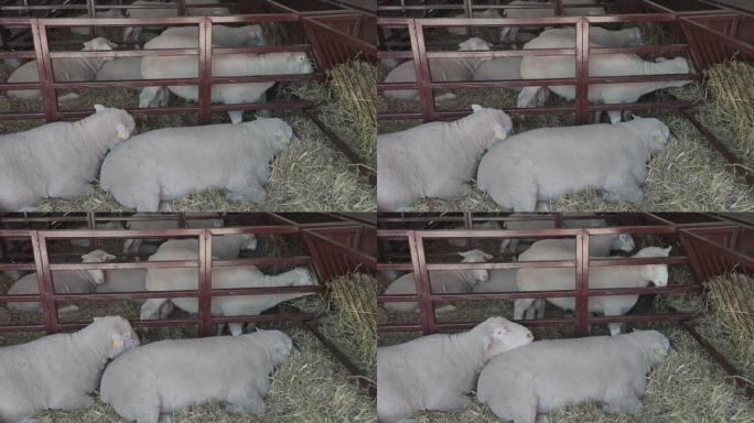养羊羊群羊睡觉