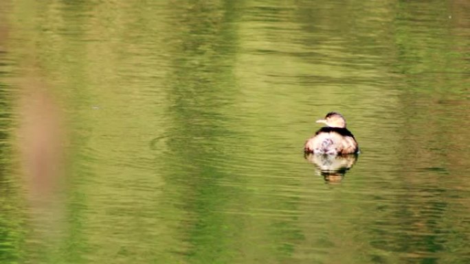 鸭子在水中宁静环境和谐
