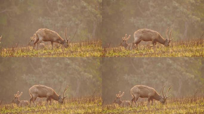 早上关闭两只雄性猪鹿 (Axis porcinus) 在森林里吃草。动物野生动物，自然背景亚洲泰国。