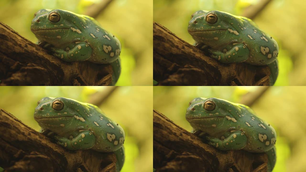 金眼树蛙