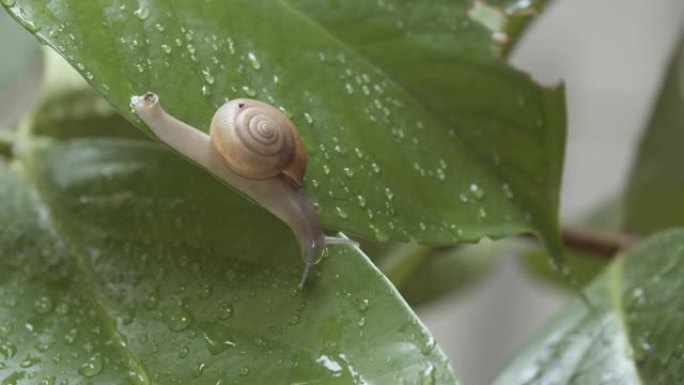 雨后白色花园蜗牛在潮湿的叶子上爬行，特写镜头