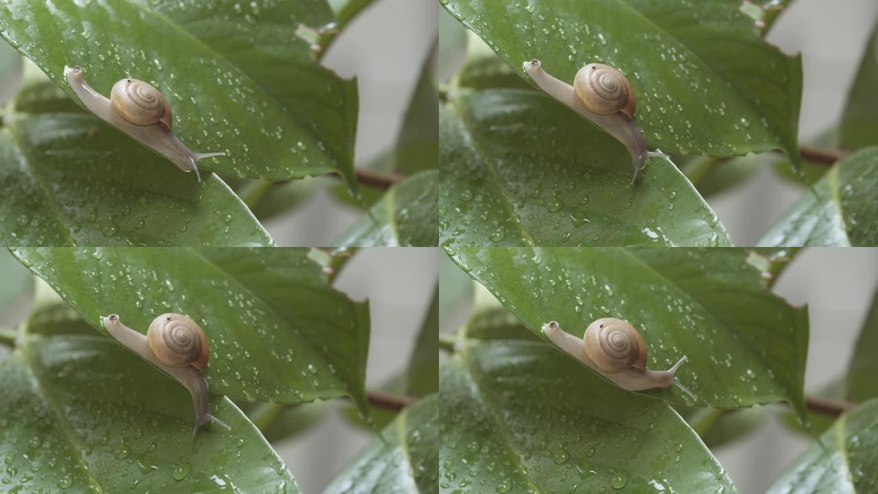 雨后白色花园蜗牛在潮湿的叶子上爬行，特写镜头