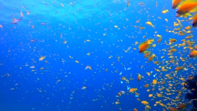 海蓝色水浪热带鱼