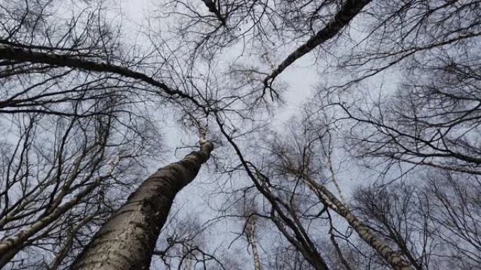 桦树树干。在春天的森林里拍摄。