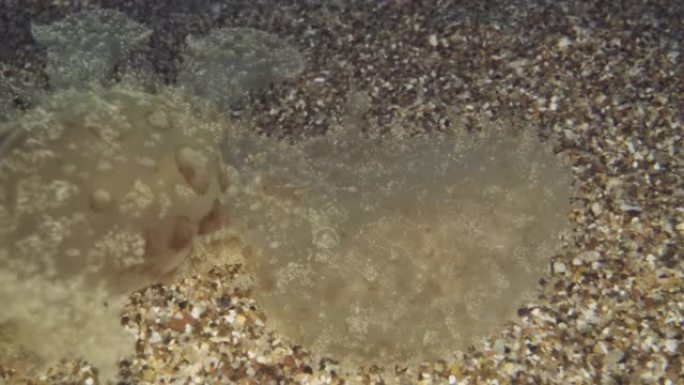 沙质海底半透明特提斯海蛞蝓或特提斯裸鳃 (特提斯fimbria) 的特写肖像。地中海，希腊
