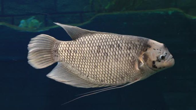 巨型古拉米鱼 (ospronemus goramy) 在池塘里游泳。