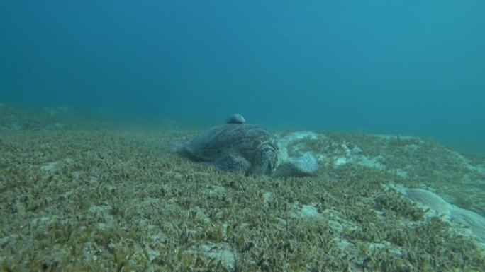 绿海龟或 (Chelonia mydas) 在海底吃草。