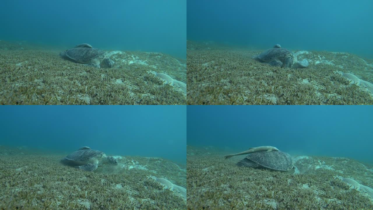 绿海龟或 (Chelonia mydas) 在海底吃草。