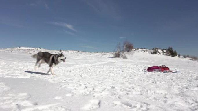 美丽的西伯利亚哈士奇在雪地里奔跑和玩耍