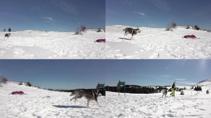 美丽的西伯利亚哈士奇在雪地里奔跑和玩耍