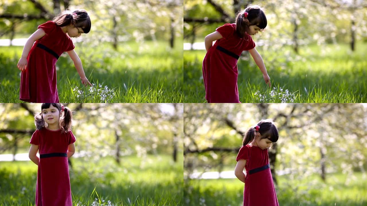 小女孩4岁，穿着红色连衣裙，在春天阳光明媚的日子里走在草地上，学习背景上开花的樱桃树的花名。