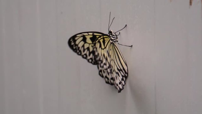 美丽的宏观特写镜头，树若虫蝴蝶靠墙行走，飞走，来自亚洲的热带昆虫物种