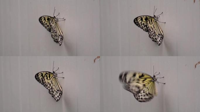 美丽的宏观特写镜头，树若虫蝴蝶靠墙行走，飞走，来自亚洲的热带昆虫物种