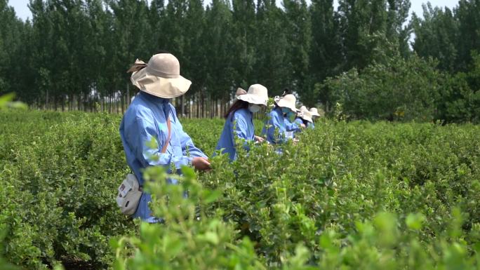 金银花 种植 加工 收获 农业