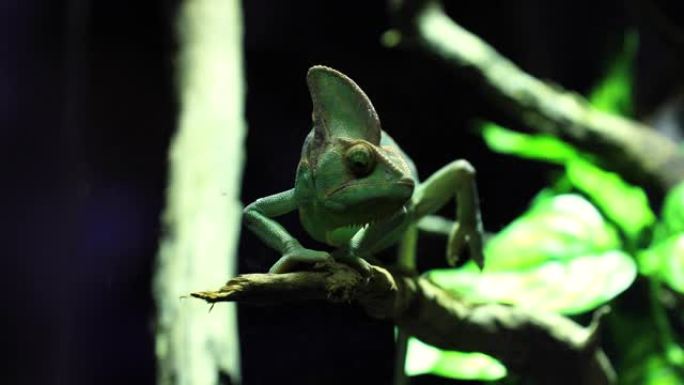 丛林场景中的少年面纱变色龙 (Chameleo calyptratus)。