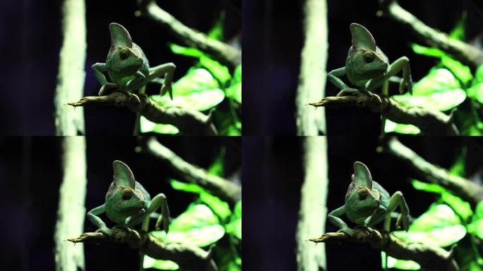 丛林场景中的少年面纱变色龙 (Chameleo calyptratus)。