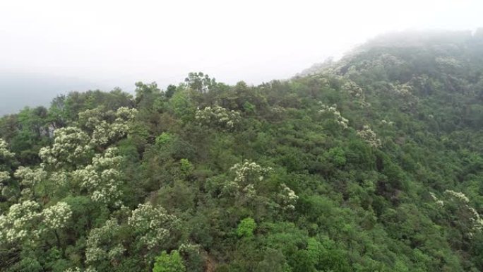 春季绿色森林的无人机鸟瞰图