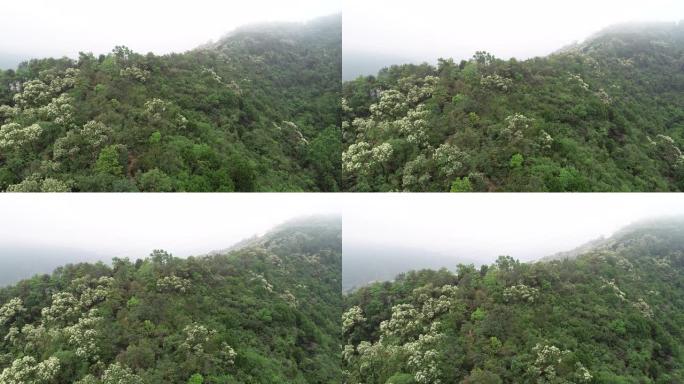 春季绿色森林的无人机鸟瞰图