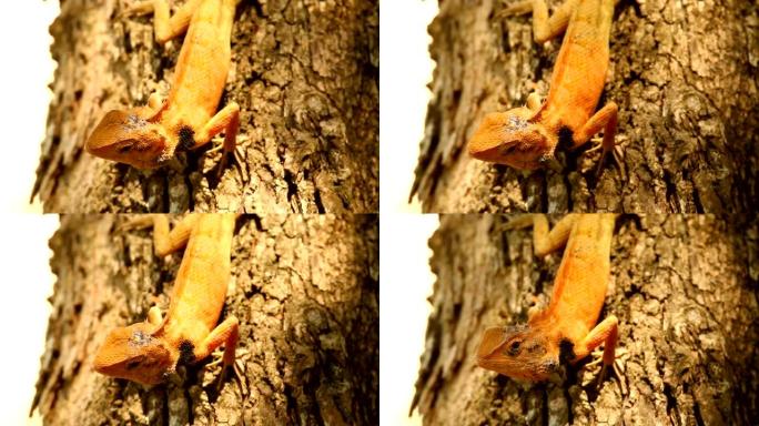 蜥蜴抓住树枝视频素材变色龙一只蜥蜴