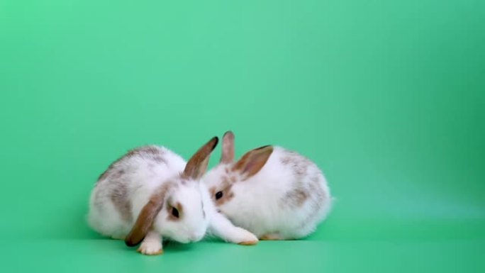 两只可爱的兔子站在一起，在绿屏背景上清洁身体