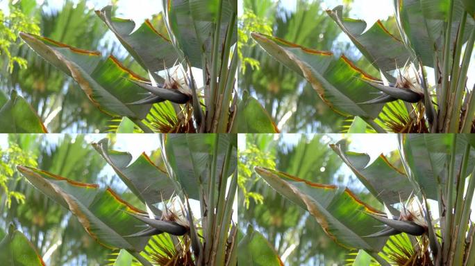 4k慢动作60fps中的天堂鸟花