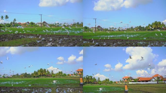 在亚洲刚犁过的稻田上，一群苍鹭。慢镜头
