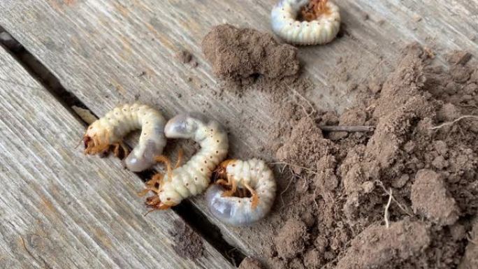 植物重要害虫的幼虫，五月甲虫的普通鸡冠虫或可能的小虫Melolontha melolontha的幼虫