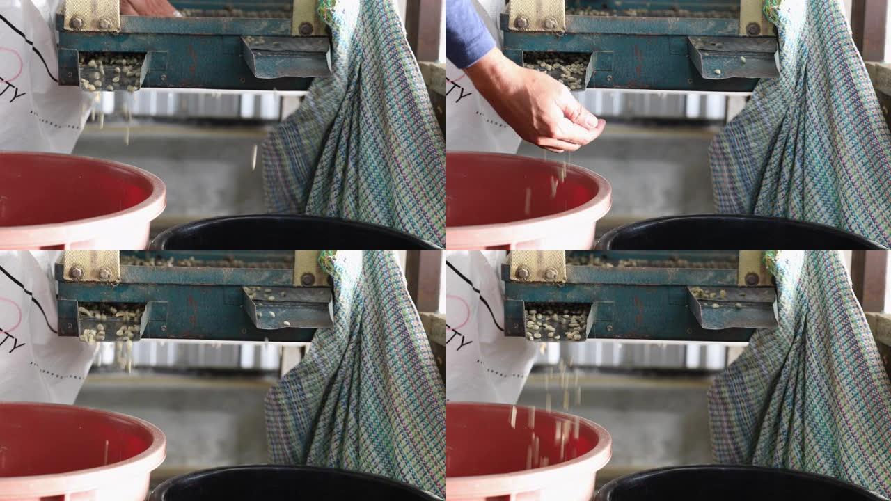 一名工人从机器中取出羊皮纸后，拿着未烘烤的绿色咖啡豆