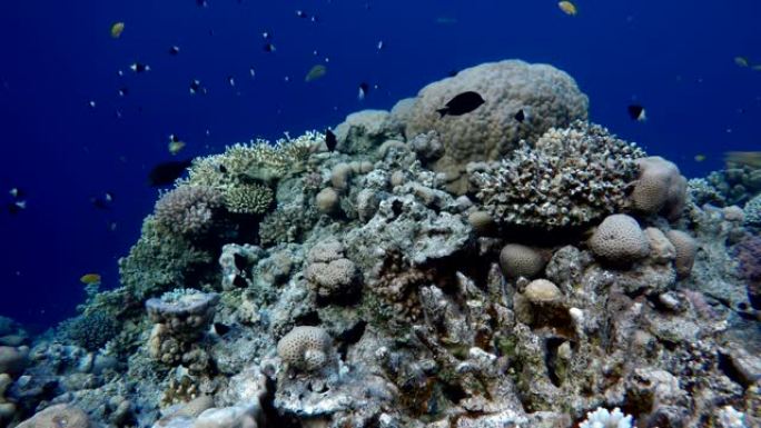 五颜六色的珊瑚和鱼。热带鱼。海洋中的水下生物。