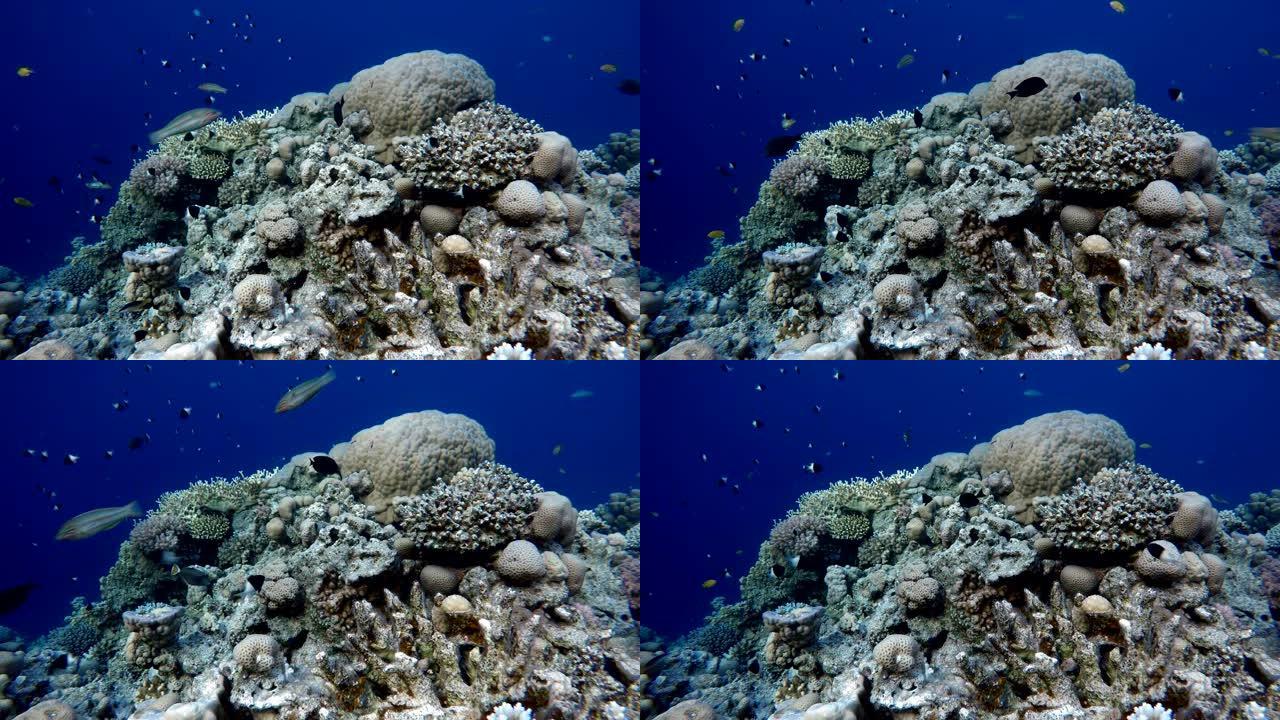 五颜六色的珊瑚和鱼。热带鱼。海洋中的水下生物。