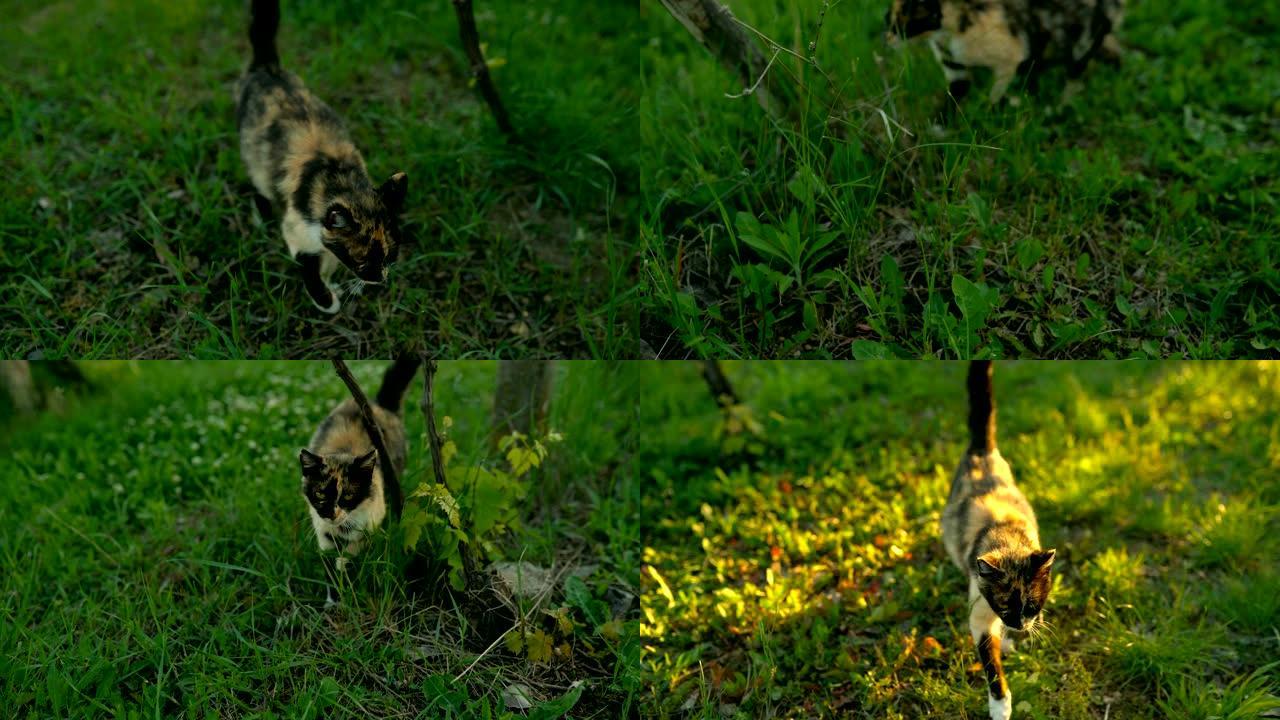 猫在院子里散步小猫森林觅食小野猫
