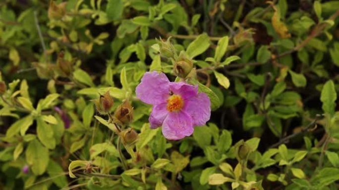 Cistus Parviflorus的花名，也称为Domuz Karagani，生长在土耳其的安纳托