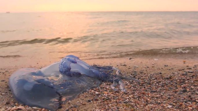 在浅海中，又大又蓝，死了的水母