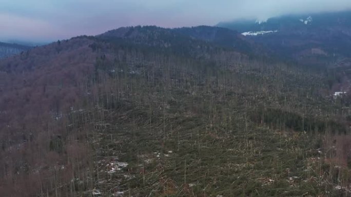 空中4k剪辑显示了罗马尼亚Ciucas山的一场强风暴雨，数百棵枞树被树根撕裂，夷为平地。