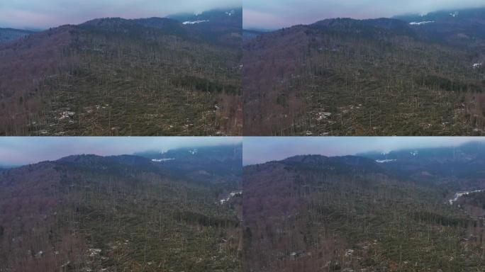 空中4k剪辑显示了罗马尼亚Ciucas山的一场强风暴雨，数百棵枞树被树根撕裂，夷为平地。