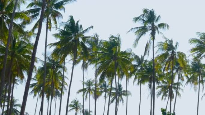 热带海滩的棕榈树海边树