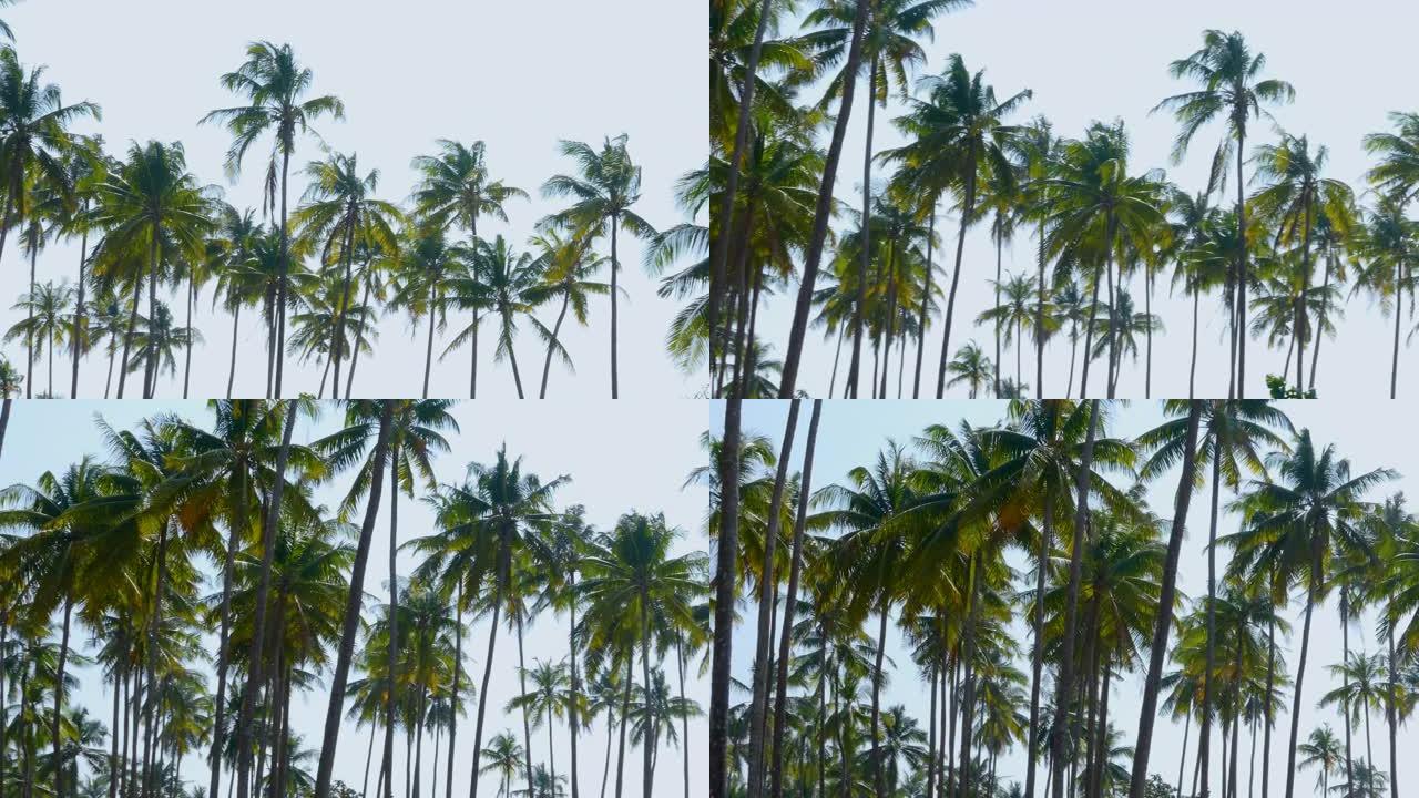 热带海滩的棕榈树海边树