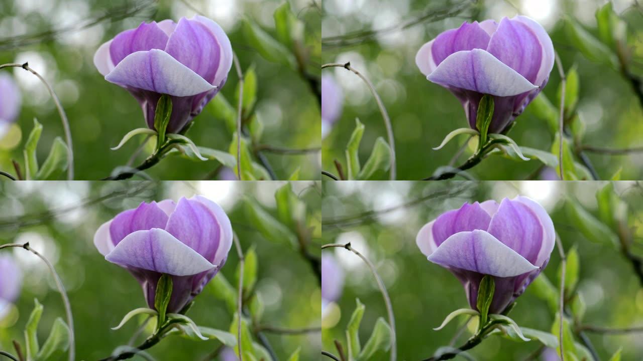 木兰花在树枝上开花