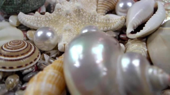 海星、珍珠和贝壳背景