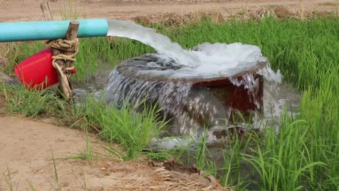 水从管子里流进绿色稻田里的混凝土盆里。